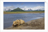 Grizzly Bear Resting by Stream at Hallo Bay by Anonymous
