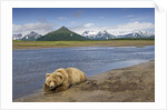 Grizzly Bear Resting by Stream at Hallo Bay by Anonymous