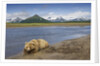 Grizzly Bear Resting by Stream at Hallo Bay by Anonymous