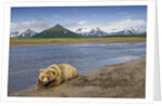 Grizzly Bear Resting by Stream at Hallo Bay by Anonymous