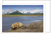 Grizzly Bear Resting by Stream at Hallo Bay by Anonymous