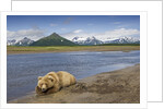 Grizzly Bear Resting by Stream at Hallo Bay by Anonymous