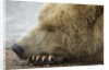 Sleeping Brown Bear at Hallo Bay by Anonymous