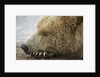 Sleeping Brown Bear at Hallo Bay by Anonymous