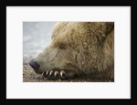 Sleeping Brown Bear at Hallo Bay by Anonymous