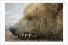 Sleeping Brown Bear at Hallo Bay by Anonymous