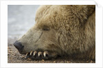 Sleeping Brown Bear at Hallo Bay by Anonymous
