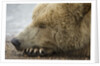 Sleeping Brown Bear at Hallo Bay by Anonymous