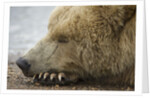 Sleeping Brown Bear at Hallo Bay by Anonymous