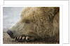 Sleeping Brown Bear at Hallo Bay by Anonymous