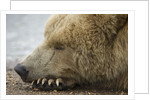 Sleeping Brown Bear at Hallo Bay by Anonymous