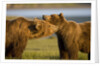 Grizzly Bears Greeting Each Other in Meadow at Hallo Bay by Anonymous