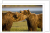 Grizzly Bears Greeting Each Other in Meadow at Hallo Bay by Anonymous