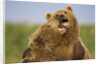 Grizzly Bears Sparring at Hallo Bay in Katmai National Park by Anonymous