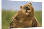 Grizzly Bears Sparring at Hallo Bay in Katmai National Park by Anonymous