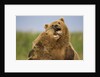 Grizzly Bears Sparring at Hallo Bay in Katmai National Park by Anonymous