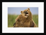 Grizzly Bears Sparring at Hallo Bay in Katmai National Park by Anonymous