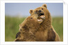 Grizzly Bears Sparring at Hallo Bay in Katmai National Park by Anonymous