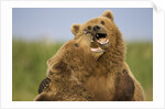 Grizzly Bears Sparring at Hallo Bay in Katmai National Park by Anonymous