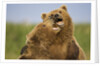 Grizzly Bears Sparring at Hallo Bay in Katmai National Park by Anonymous