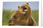 Grizzly Bears Sparring at Hallo Bay in Katmai National Park by Anonymous