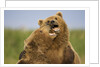 Grizzly Bears Sparring at Hallo Bay in Katmai National Park by Anonymous