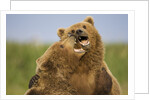 Grizzly Bears Sparring at Hallo Bay in Katmai National Park by Anonymous