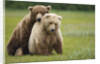 Grizzly Bears Mating at Hallo Bay by Anonymous