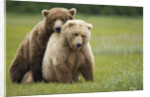 Grizzly Bears Mating at Hallo Bay by Anonymous
