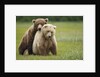 Grizzly Bears Mating at Hallo Bay by Anonymous