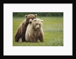 Grizzly Bears Mating at Hallo Bay by Anonymous