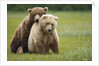 Grizzly Bears Mating at Hallo Bay by Anonymous