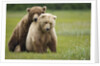 Grizzly Bears Mating at Hallo Bay by Anonymous