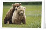 Grizzly Bears Mating at Hallo Bay by Anonymous