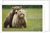 Grizzly Bears Mating at Hallo Bay by Anonymous