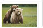 Grizzly Bears Mating at Hallo Bay by Anonymous