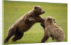 Brown Bears Sparring in Meadow at Hallo Bay by Anonymous