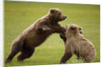 Brown Bears Sparring in Meadow at Hallo Bay by Anonymous