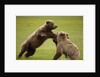 Brown Bears Sparring in Meadow at Hallo Bay by Anonymous
