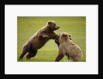 Brown Bears Sparring in Meadow at Hallo Bay by Anonymous