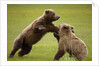 Brown Bears Sparring in Meadow at Hallo Bay by Anonymous