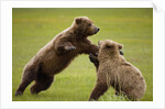 Brown Bears Sparring in Meadow at Hallo Bay by Anonymous