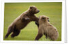 Brown Bears Sparring in Meadow at Hallo Bay by Anonymous