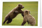 Brown Bears Sparring in Meadow at Hallo Bay by Anonymous