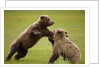 Brown Bears Sparring in Meadow at Hallo Bay by Anonymous