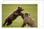 Brown Bears Sparring in Meadow at Hallo Bay by Anonymous