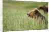 Grizzly Bears Resting in Meadow at Hallo Bay by Anonymous