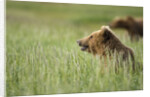 Grizzly Bears Resting in Meadow at Hallo Bay by Anonymous