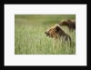 Grizzly Bears Resting in Meadow at Hallo Bay by Anonymous