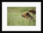 Grizzly Bears Resting in Meadow at Hallo Bay by Anonymous